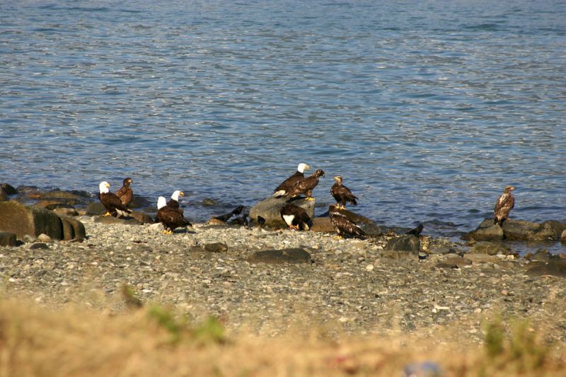 062404 Haines AK (10054)